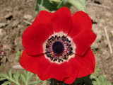 All