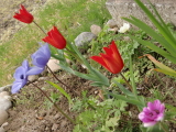 Allƃ`Ebv