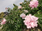 䉖