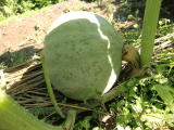 ڂ