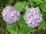 ܂